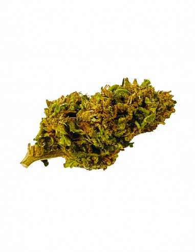 Bubblegum cannabis light CBD 25%+