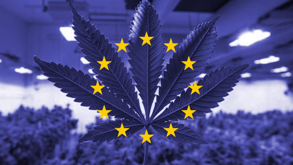Il Parlamento Europeo ha votato a favore dell’aumento del THC dallo 0,2% allo 0,3% per la canapa in fase di coltivazione